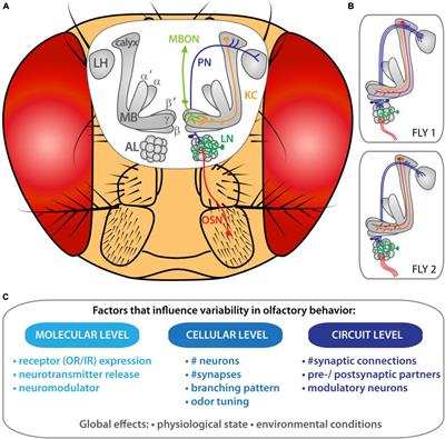 Shedding Light on Inter-Individual Variability of Olfactory Circuits in Drosophila